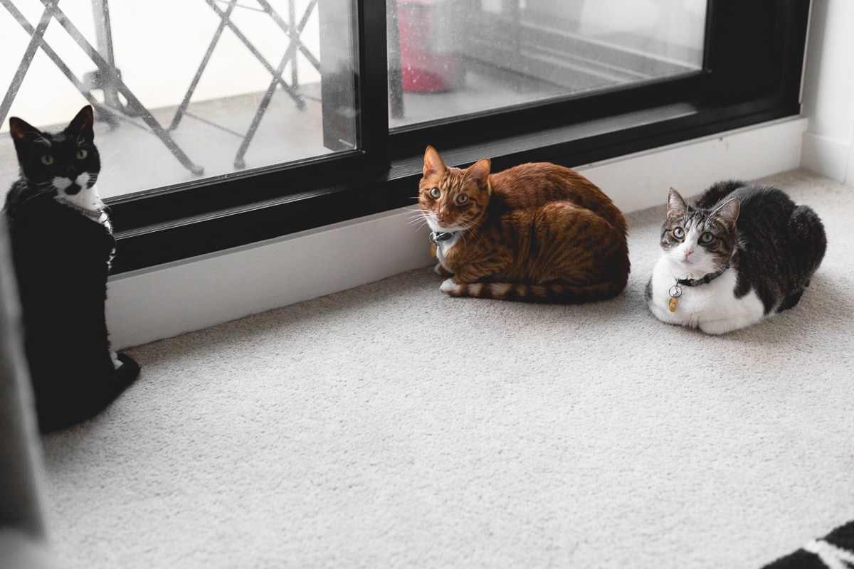 The Cat Lady's Guide To Caring For Indoor Cats. Everything you need to know about making sure your feline friends are warm, happy and safe indoors! #VEGAN #CATS #INDOORCATS #CATGUIDE #CATLADY