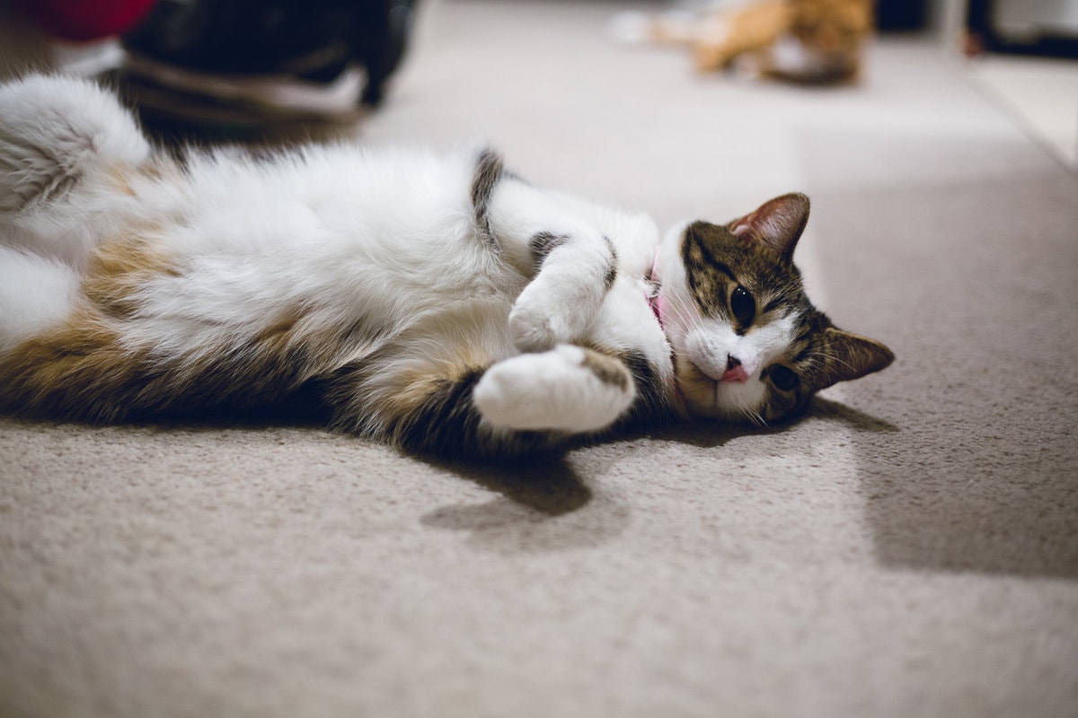 The Cat Lady's Guide To Caring For Indoor Cats. Everything you need to know about making sure your feline friends are warm, happy and safe indoors! #VEGAN #CATS #INDOORCATS #CATGUIDE #CATLADY