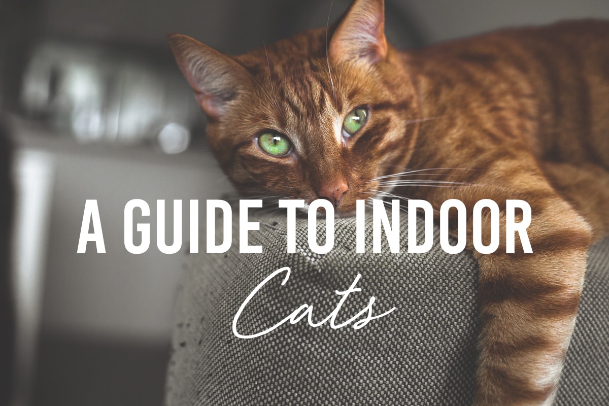 Should i neuter my best sale indoor cat