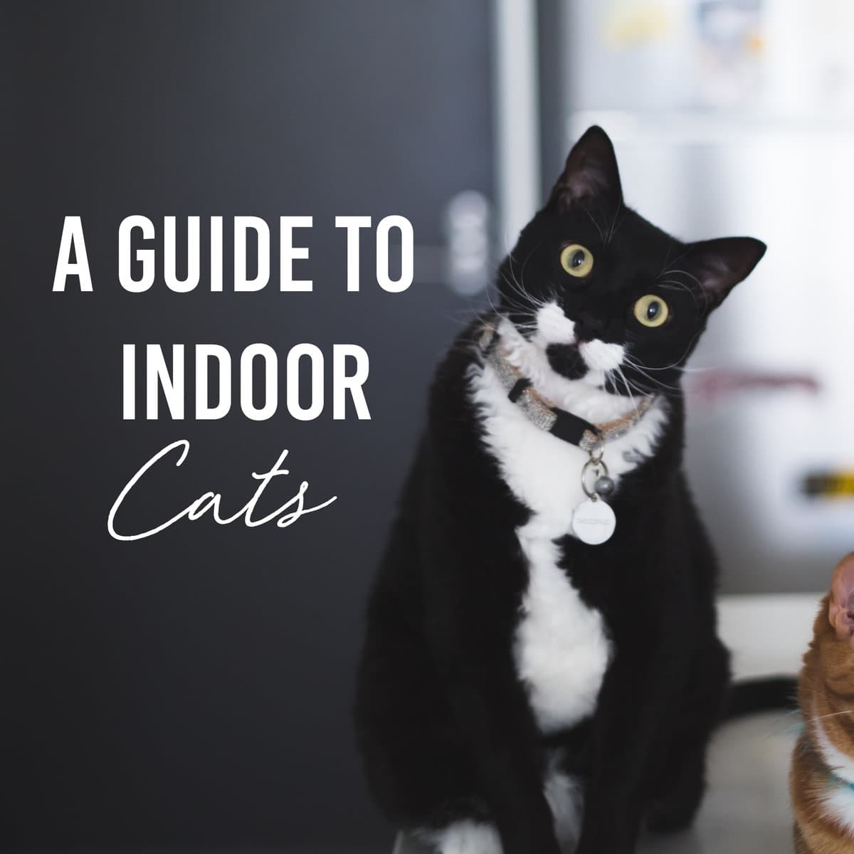 The Cat Lady's Guide To Caring For Indoor Cats Crazy Vegan Kitchen
