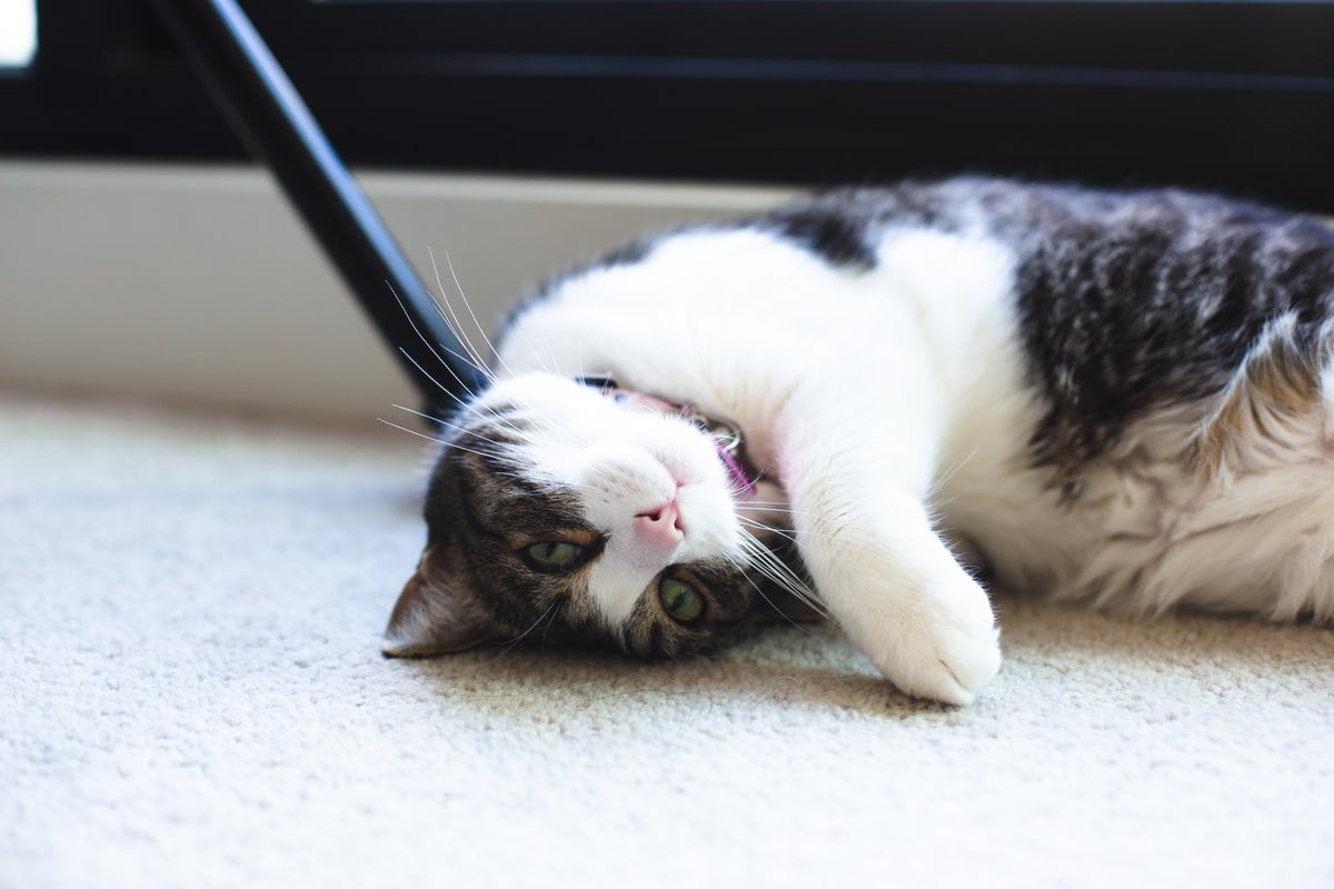 The Cat Lady's Guide To Caring For Indoor Cats. Everything you need to know about making sure your feline friends are warm, happy and safe indoors! #VEGAN #CATS #INDOORCATS #CATGUIDE #CATLADY