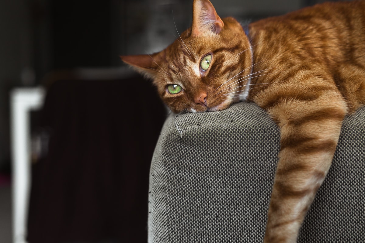 The Cat Lady's Guide To Caring For Indoor Cats. Everything you need to know about making sure your feline friends are warm, happy and safe indoors! #VEGAN #CATS #INDOORCATS #CATGUIDE #CATLADY