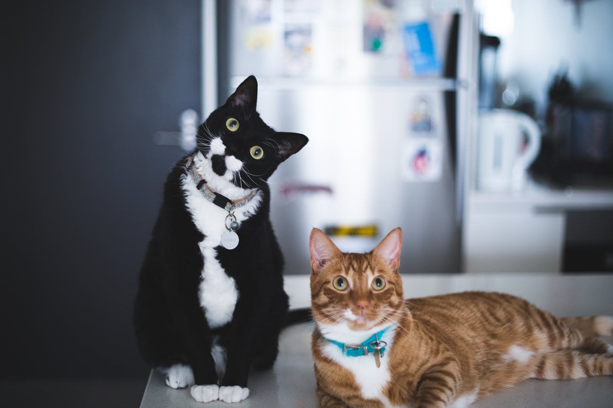 The Cat Lady's Guide To Caring For Indoor Cats. Everything you need to know about making sure your feline friends are warm, happy and safe indoors! #VEGAN #CATS #INDOORCATS #CATGUIDE #CATLADY