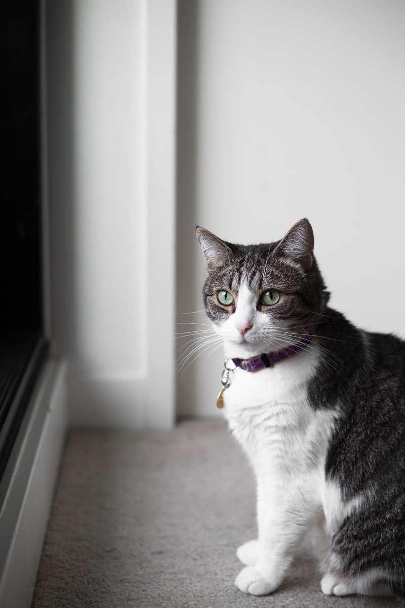 Why My Cats Will Only Eat a Carnivorous Diet Crazy Vegan Kitchen