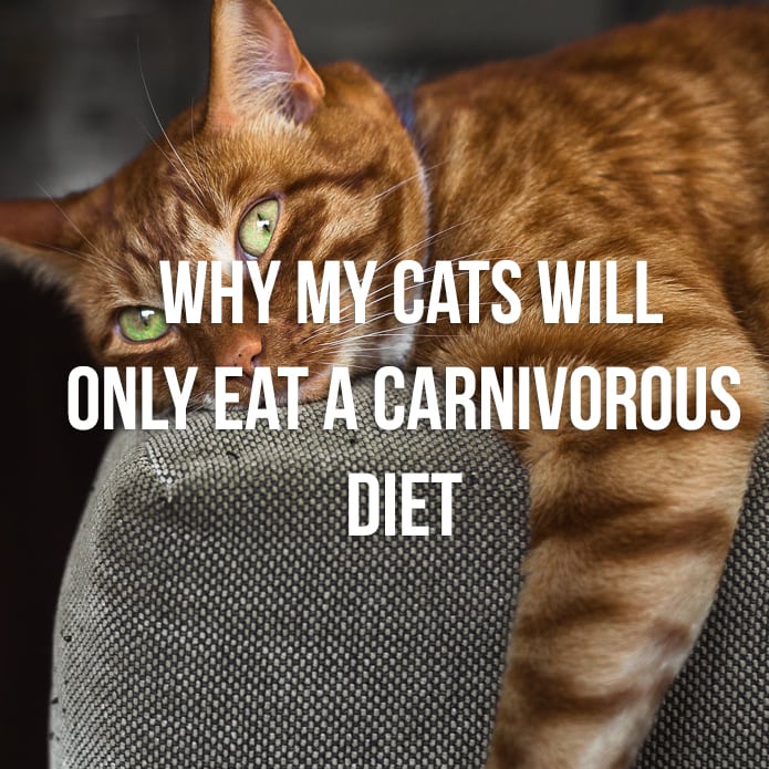 My cat will only eat treats top