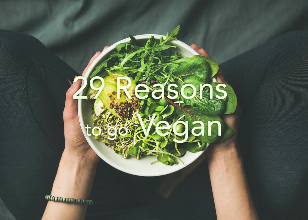 There is no better time than now to transition into Veganism. Here are 29 reasons why everyone should make the switch to a plant-based lifestyle. #crueltyfree #govegan #vegan #health #prevention #healthy #disease #plantfood #animals